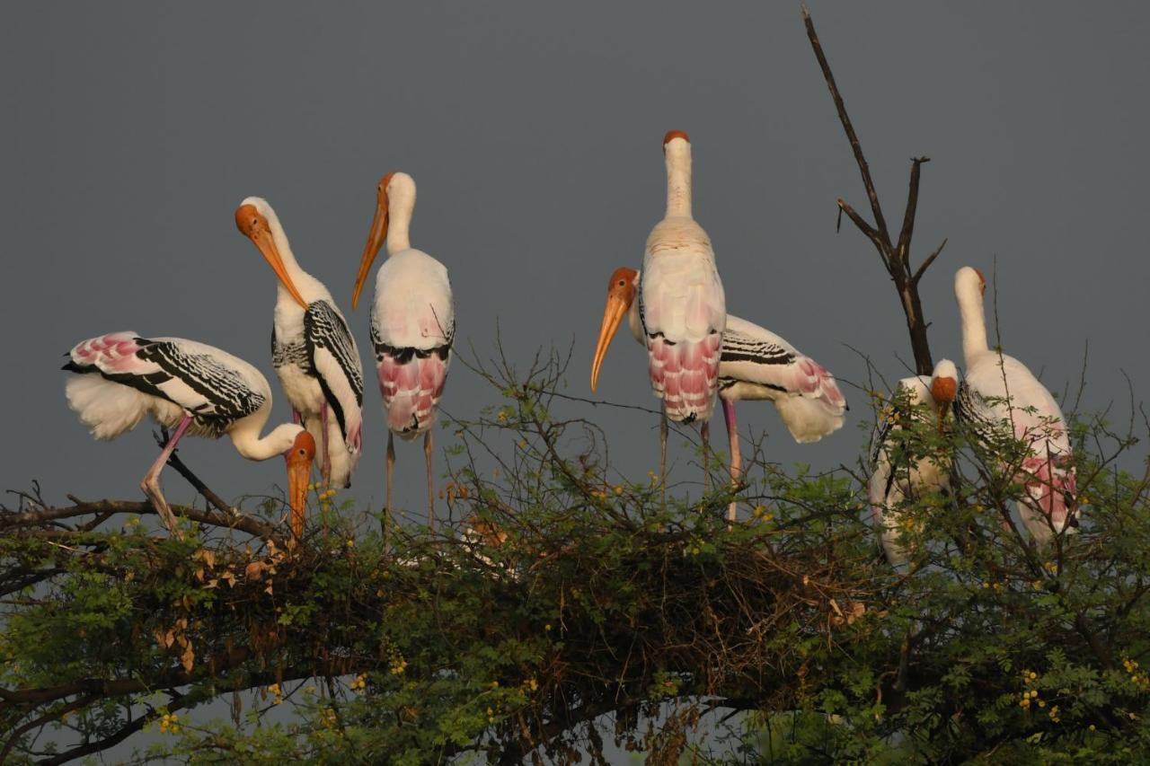 The Birder'S Inn Bharatpur Ngoại thất bức ảnh
