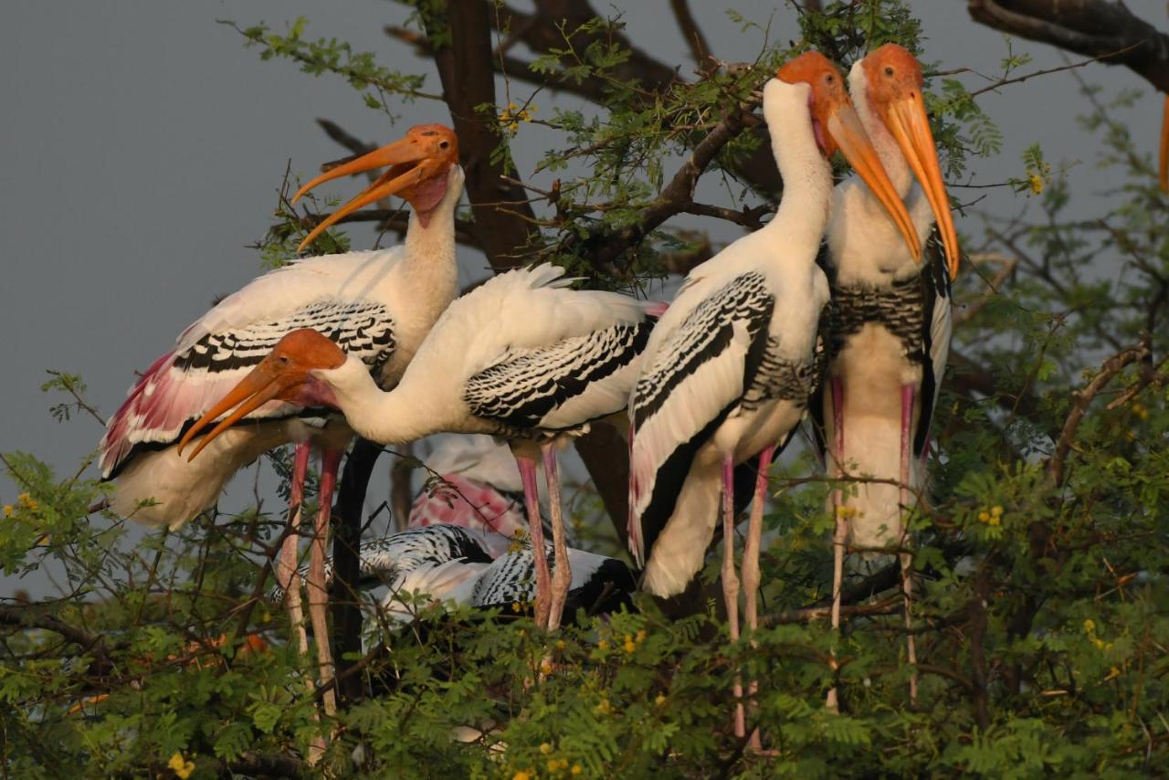 The Birder'S Inn Bharatpur Ngoại thất bức ảnh